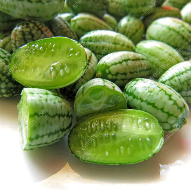 🍉 Mini melóny z Mexika – Chrumkavá pochúťka, ktorú si vypestujete sami!