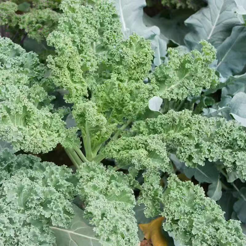Big chicken leg kale Seeds