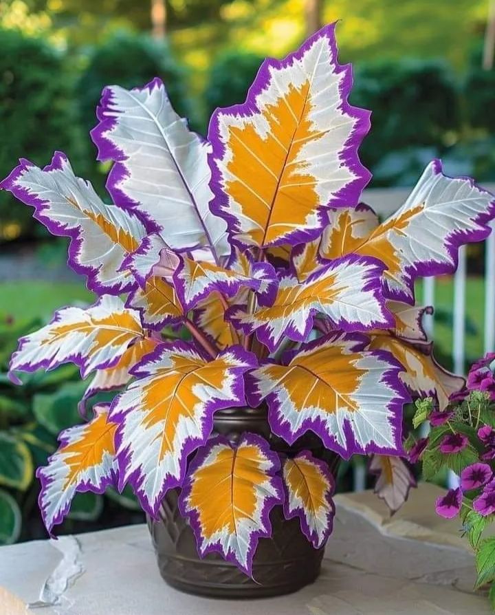 Rare Giant Tall Hosta Seeds – Towering Elegance & Shade-Tolerant Beauty