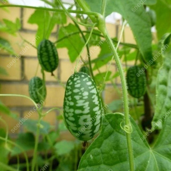 🍉 Mini melóny z Mexika – Chrumkavá pochúťka, ktorú si vypestujete sami!