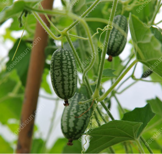 🍉 Mini melóny z Mexika – Chrumkavá pochúťka, ktorú si vypestujete sami!