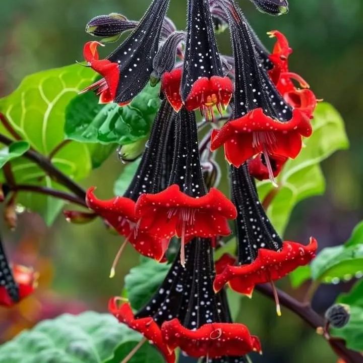 🌸 Datura (Angel’s Trumpet) – Bold, Exotic, and Enchanting