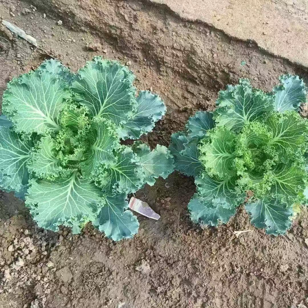 Big chicken leg kale Seeds