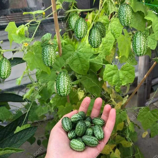 🍉 Mini melóny z Mexika – Chrumkavá pochúťka, ktorú si vypestujete sami!