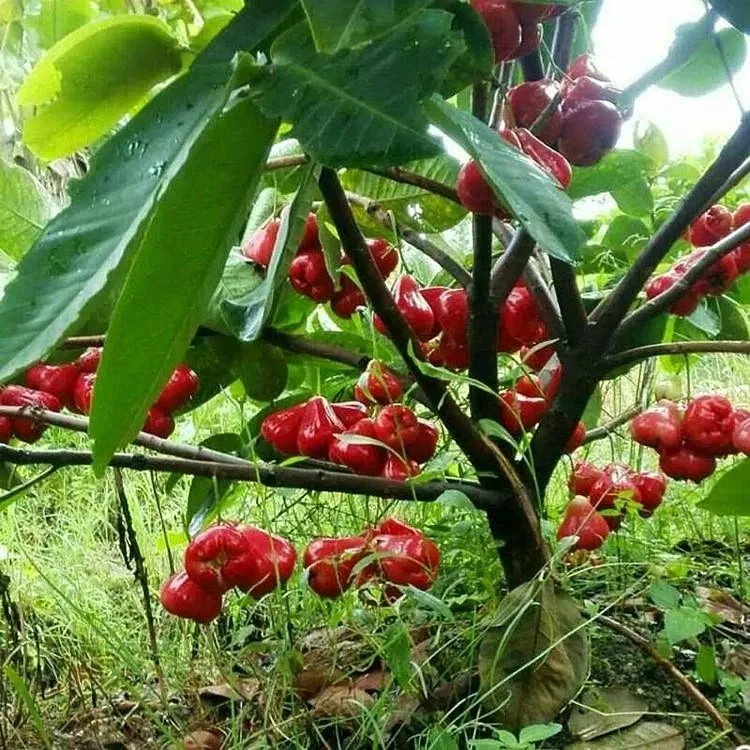 🏆Viac ako 65 000 predaných! Semená krvavej broskyne—💧„Minerálna voda zo stromu“!  Ochutnajte osviežujúcu chuť jambu (voskové jablko)! 😋