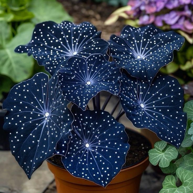 🌟Midnight blue Hosta-A Radiant Addition to Your Home! 🌟