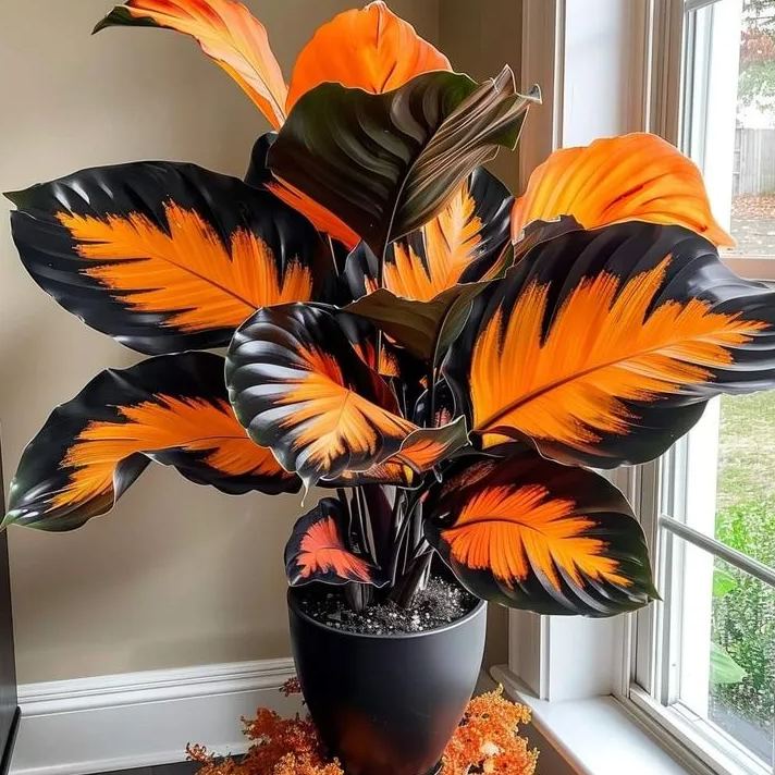 Rare Giant Tall Hosta Seeds – Towering Elegance & Shade-Tolerant Beauty