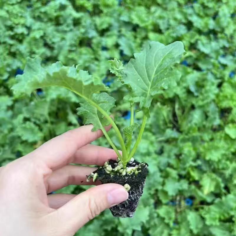 Big chicken leg kale Seeds