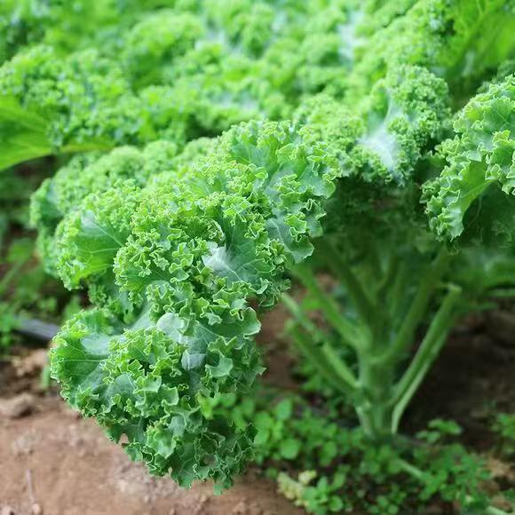 Big chicken leg kale Seeds