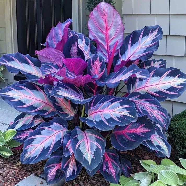 Rare Giant Tall Hosta Seeds – Towering Elegance & Shade-Tolerant Beauty