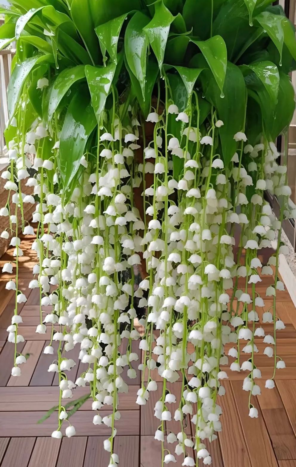 🌿 Hanging Lily of the Valley – Elegance That Lasts Year After Year 🌸