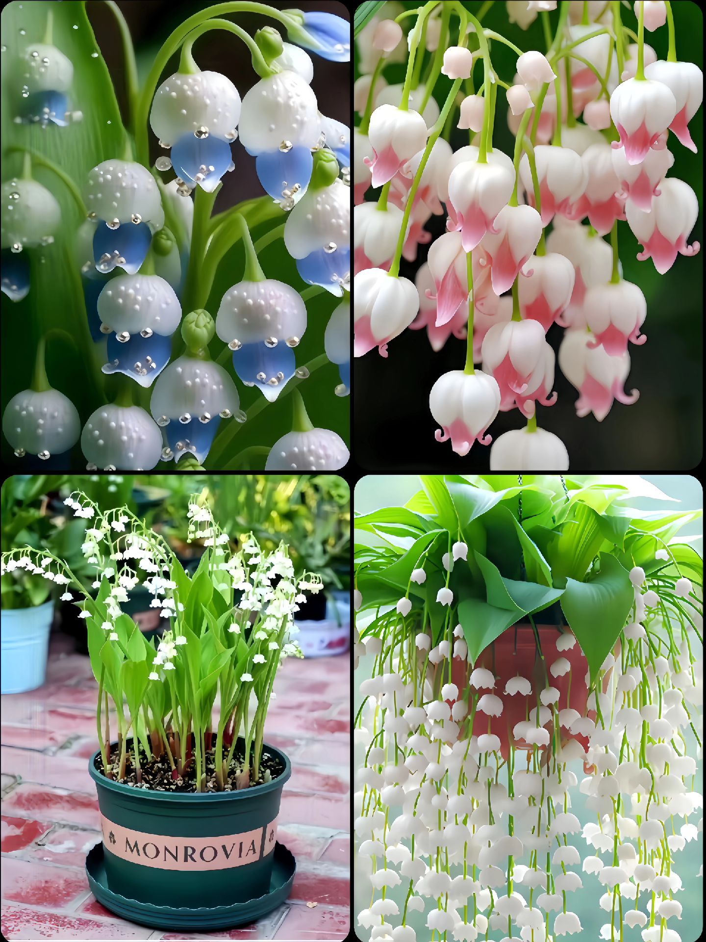 🌿 Hanging Lily of the Valley – Elegance That Lasts Year After Year 🌸