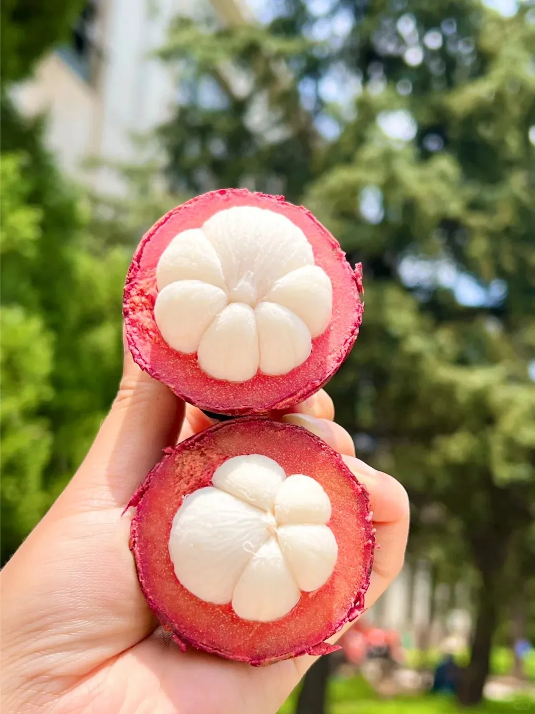 🌱Semená mangostanu – Pestujte „kráľovnú tropického ovocia💥