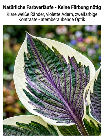Seltene Samen der buntblättrigen Funkie.