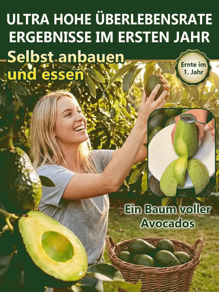 Avocadosetzling-Im selben Jahr gepflanzt, im selben Jahr geerntet – auch für Anfänger ganz einfach