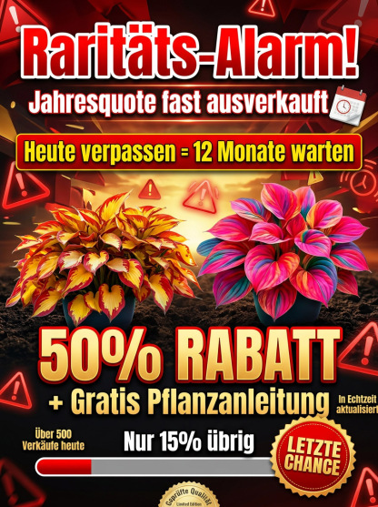Seltene Samen der buntblättrigen Funkie.