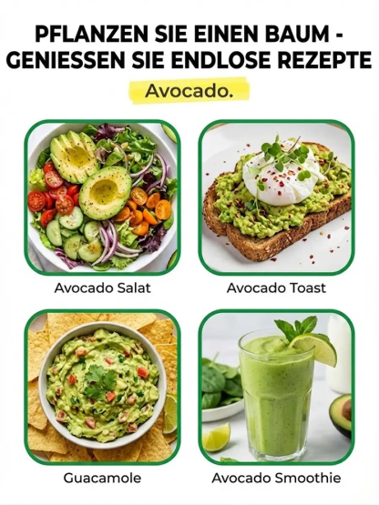 Avocadosetzling-Im selben Jahr gepflanzt, im selben Jahr geerntet – auch für Anfänger ganz einfach