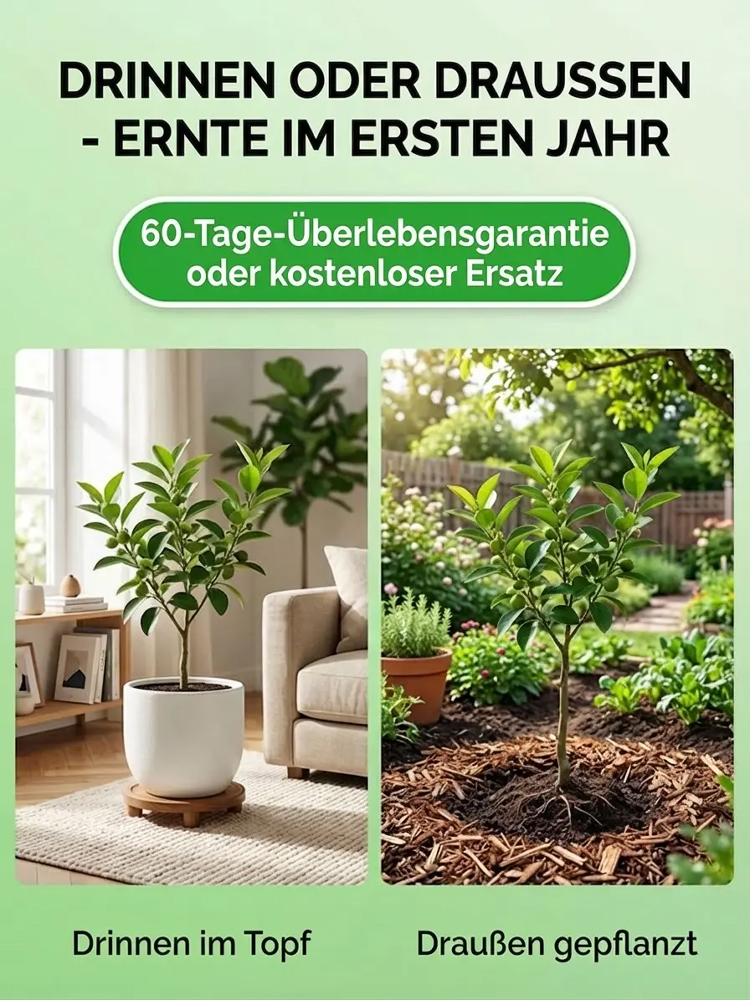 Avocadosetzling-Im selben Jahr gepflanzt, im selben Jahr geerntet – auch für Anfänger ganz einfach