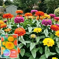 【100 Tage Blüte】Einfach zu züchtende, bunte Ringelblumensamen