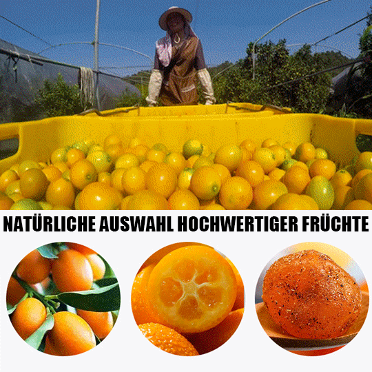  Eiszucker, Lakritze, Kumquat, getrocknet