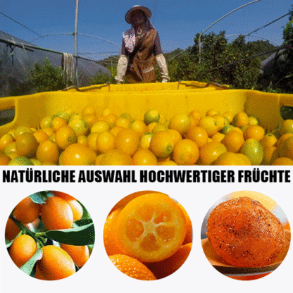  Eiszucker, Lakritze, Kumquat, getrocknet