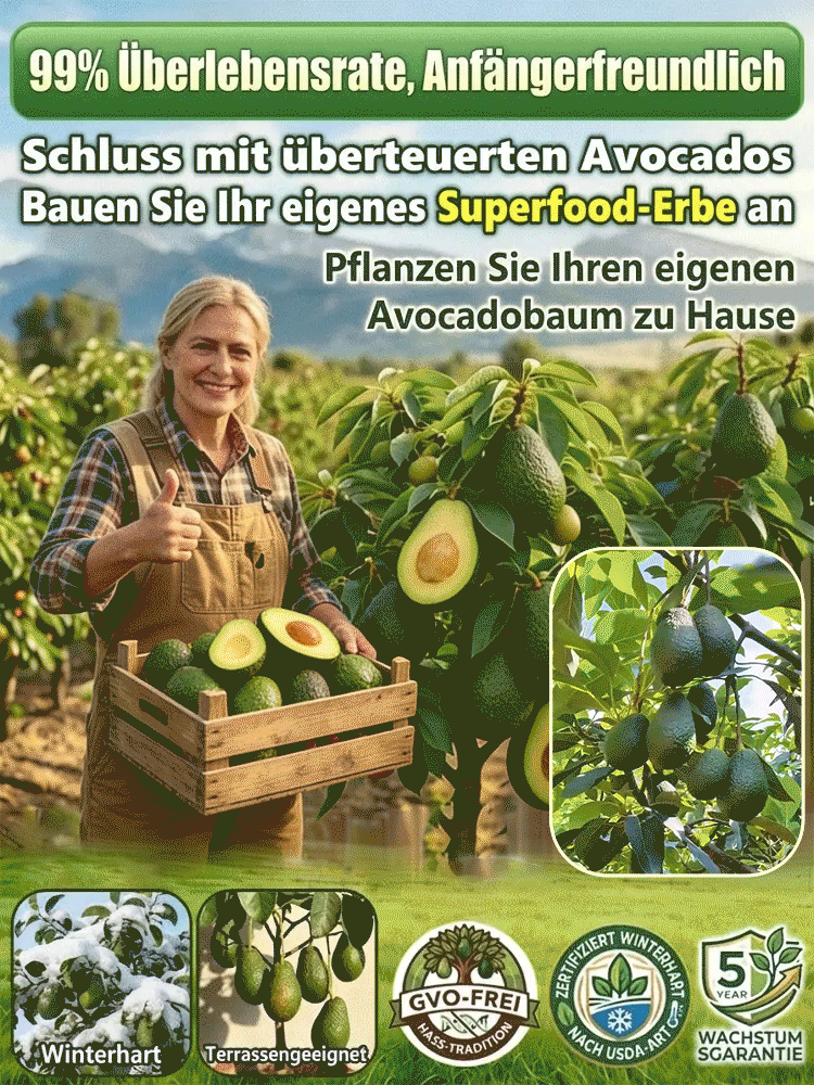 Avocadosetzling-Im selben Jahr gepflanzt, im selben Jahr geerntet – auch für Anfänger ganz einfach