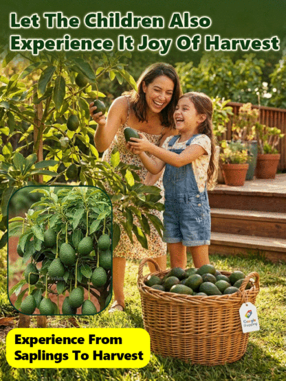 Avocadosetzling-Im selben Jahr gepflanzt, im selben Jahr geerntet – auch für Anfänger ganz einfach