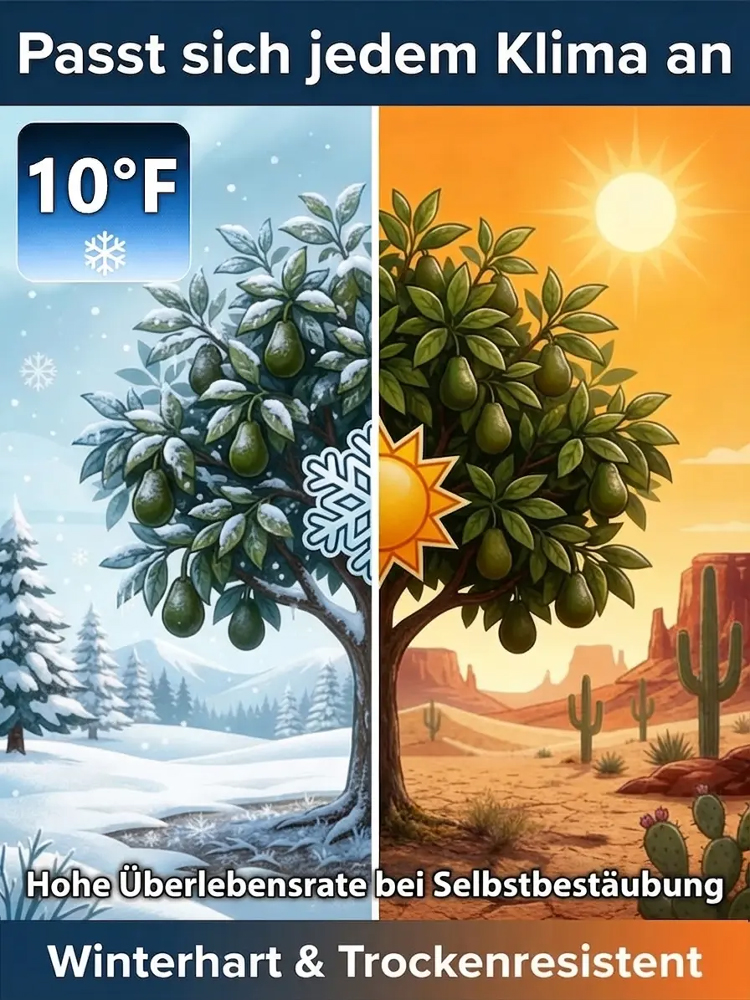 Avocadosetzling-Im selben Jahr gepflanzt, im selben Jahr geerntet – auch für Anfänger ganz einfach