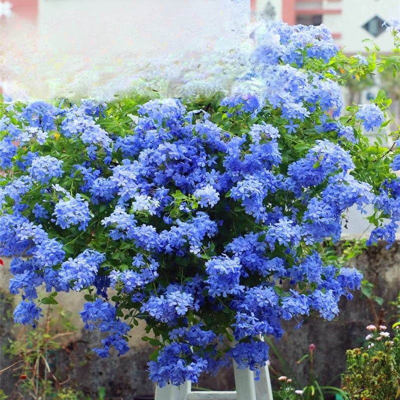 Graines de Plumbago rampant