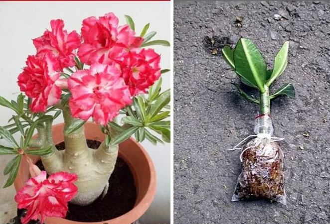 Arrosez et vivez 100 ans : bulbe de rose du désert.