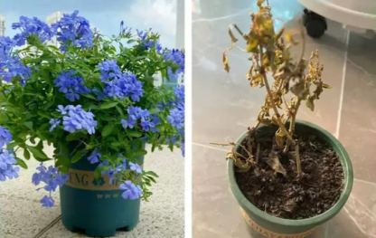 Graines de Plumbago rampant