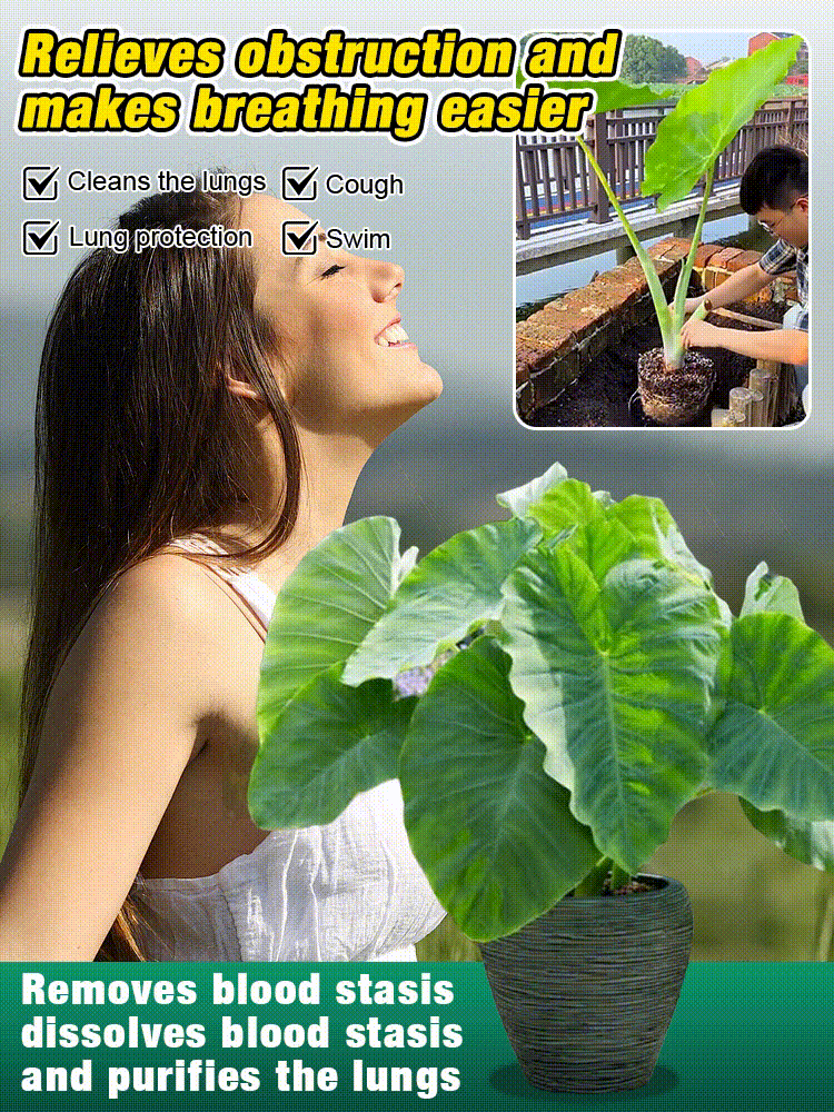 The formaldehyde-fighting, air-purifying Giant Elephant Ear Plant. For less than a meal out, delivered today, and guaranteed to thrive