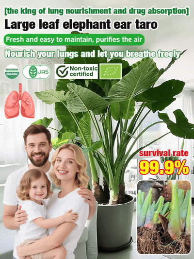 The formaldehyde-fighting, air-purifying Giant Elephant Ear Plant. For less than a meal out, delivered today, and guaranteed to thrive