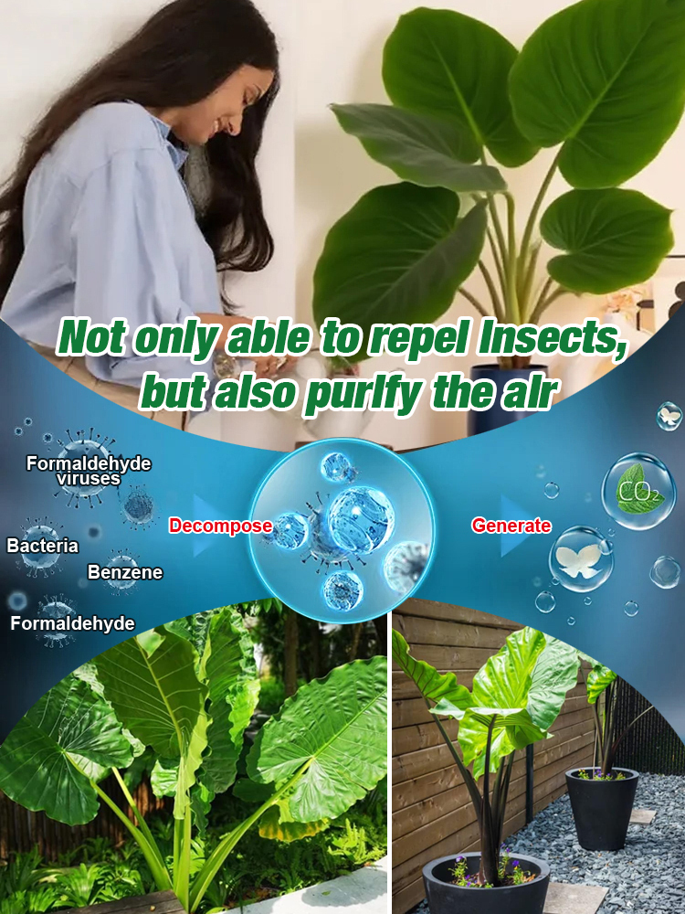 The formaldehyde-fighting, air-purifying Giant Elephant Ear Plant. For less than a meal out, delivered today, and guaranteed to thrive