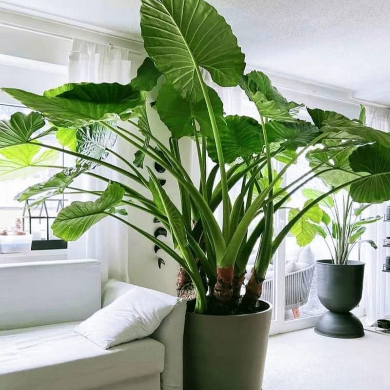 The formaldehyde-fighting, air-purifying Giant Elephant Ear Plant. For less than a meal out, delivered today, and guaranteed to thrive