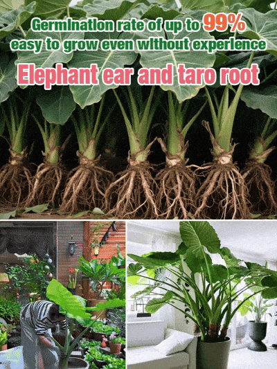 The formaldehyde-fighting, air-purifying Giant Elephant Ear Plant. For less than a meal out, delivered today, and guaranteed to thrive