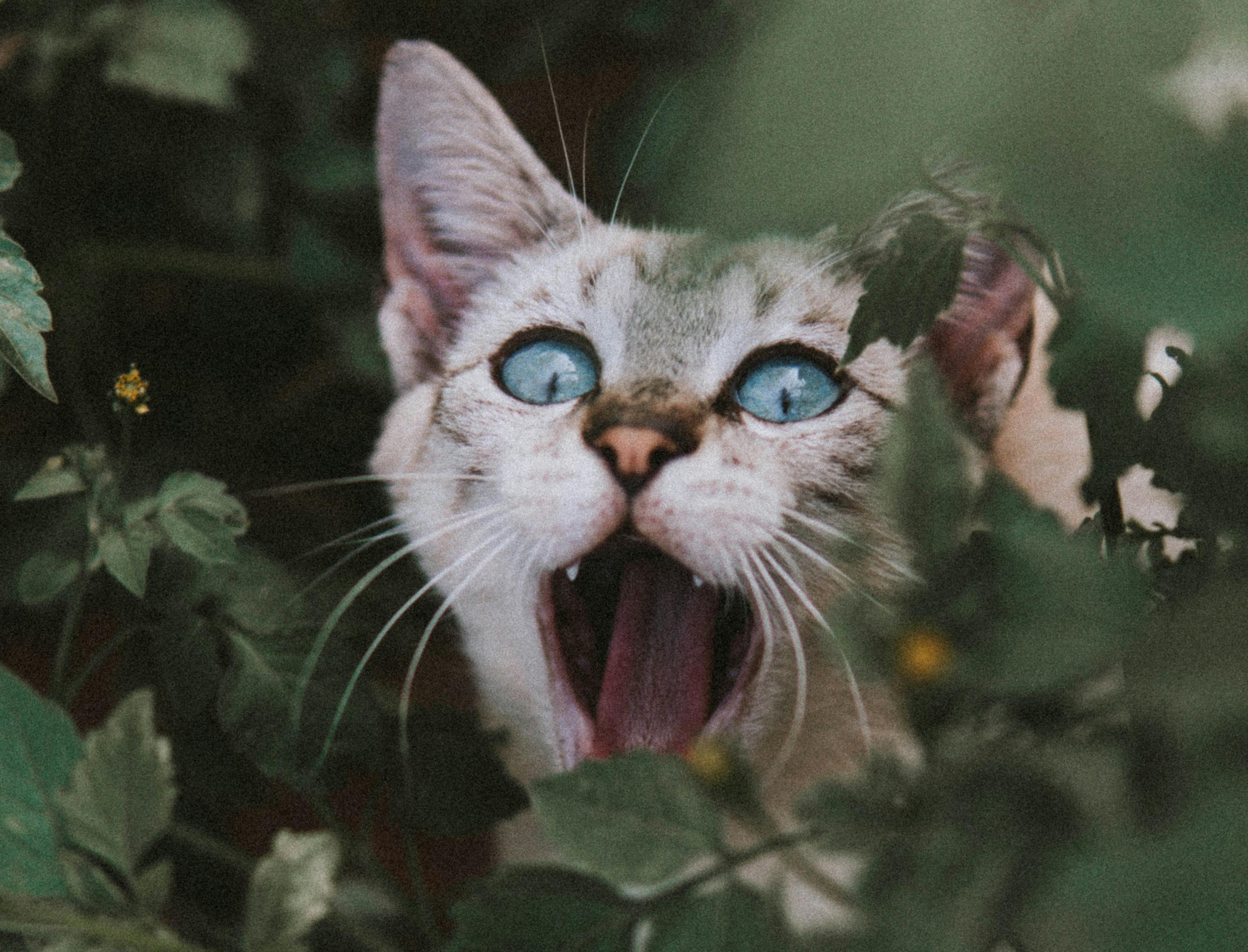 guilherme caetano c2mgaT6N6N8 unsplash