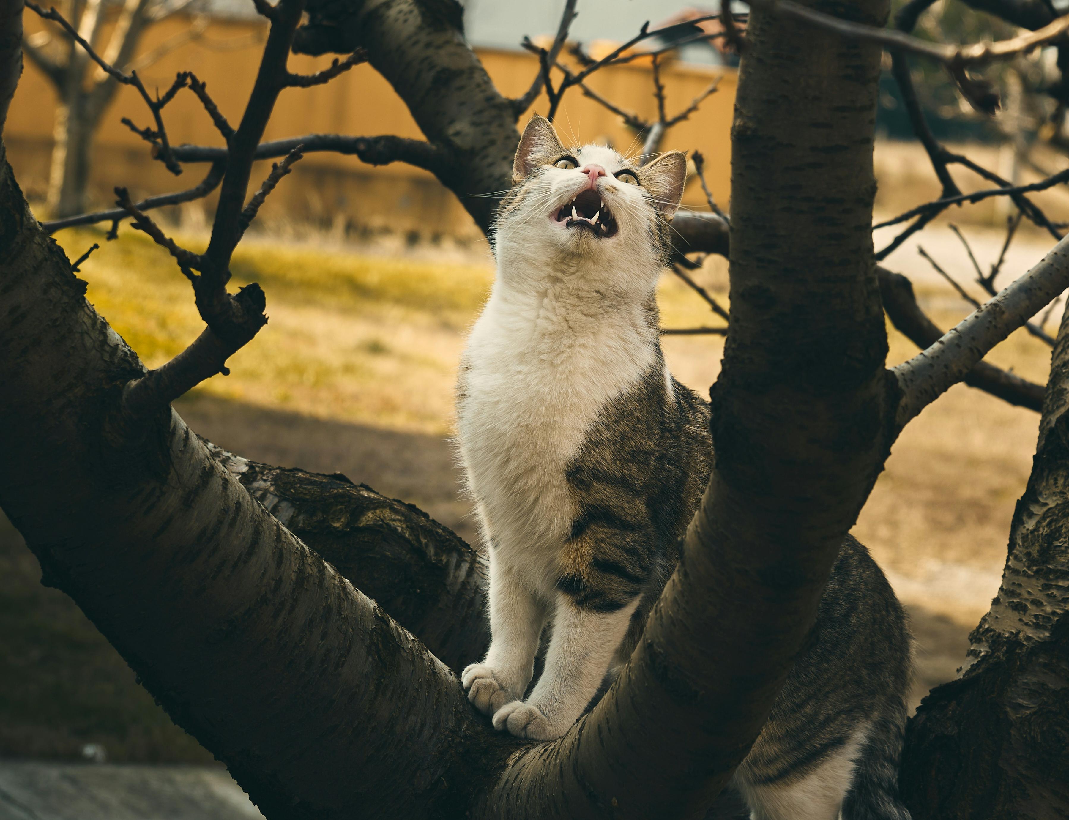 nino 5Xe ZooJ4hA unsplash