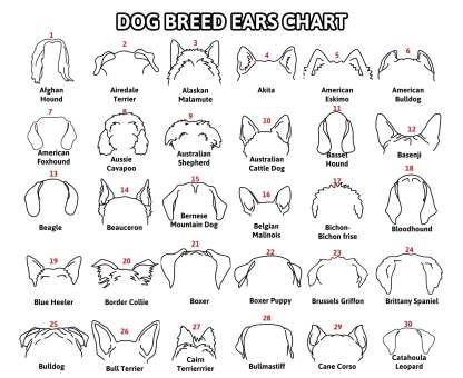 Personalized Selection Of Pet Ear Style Frames For Pet Lovers