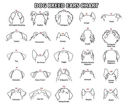 Personalized Selection Of Pet Ear Style Frames For Pet Lovers
