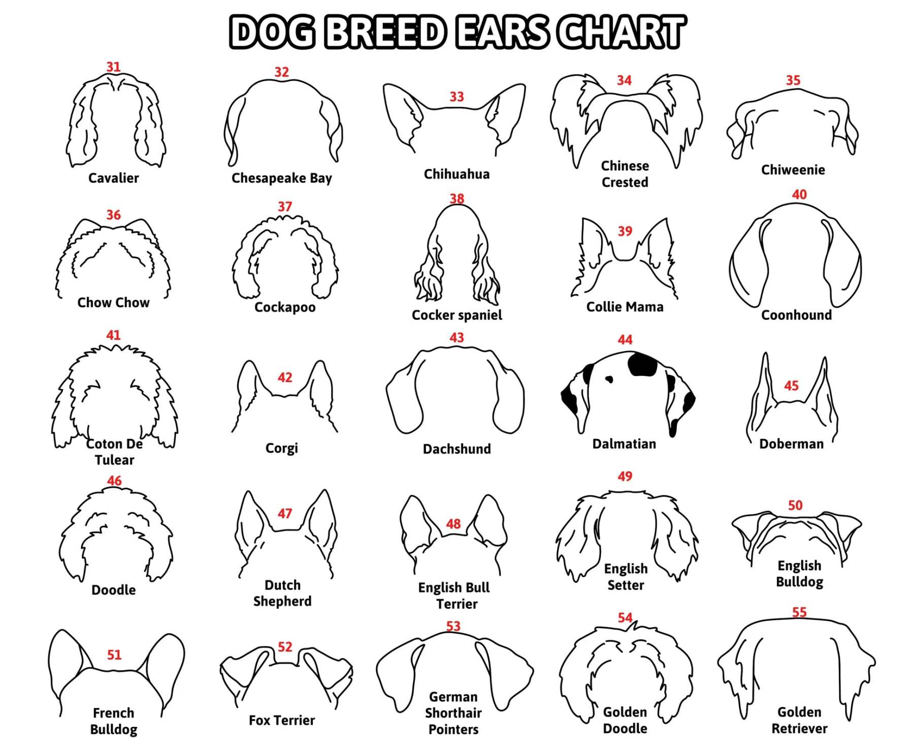 Personalized Selection Of Pet Ear Style Frames For Pet Lovers