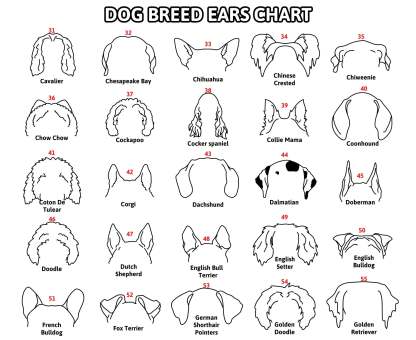 Personalized Selection Of Pet Ear Style Frames For Pet Lovers