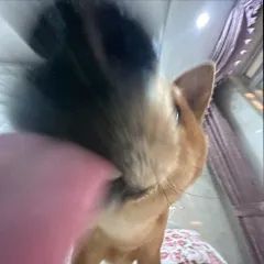 狗