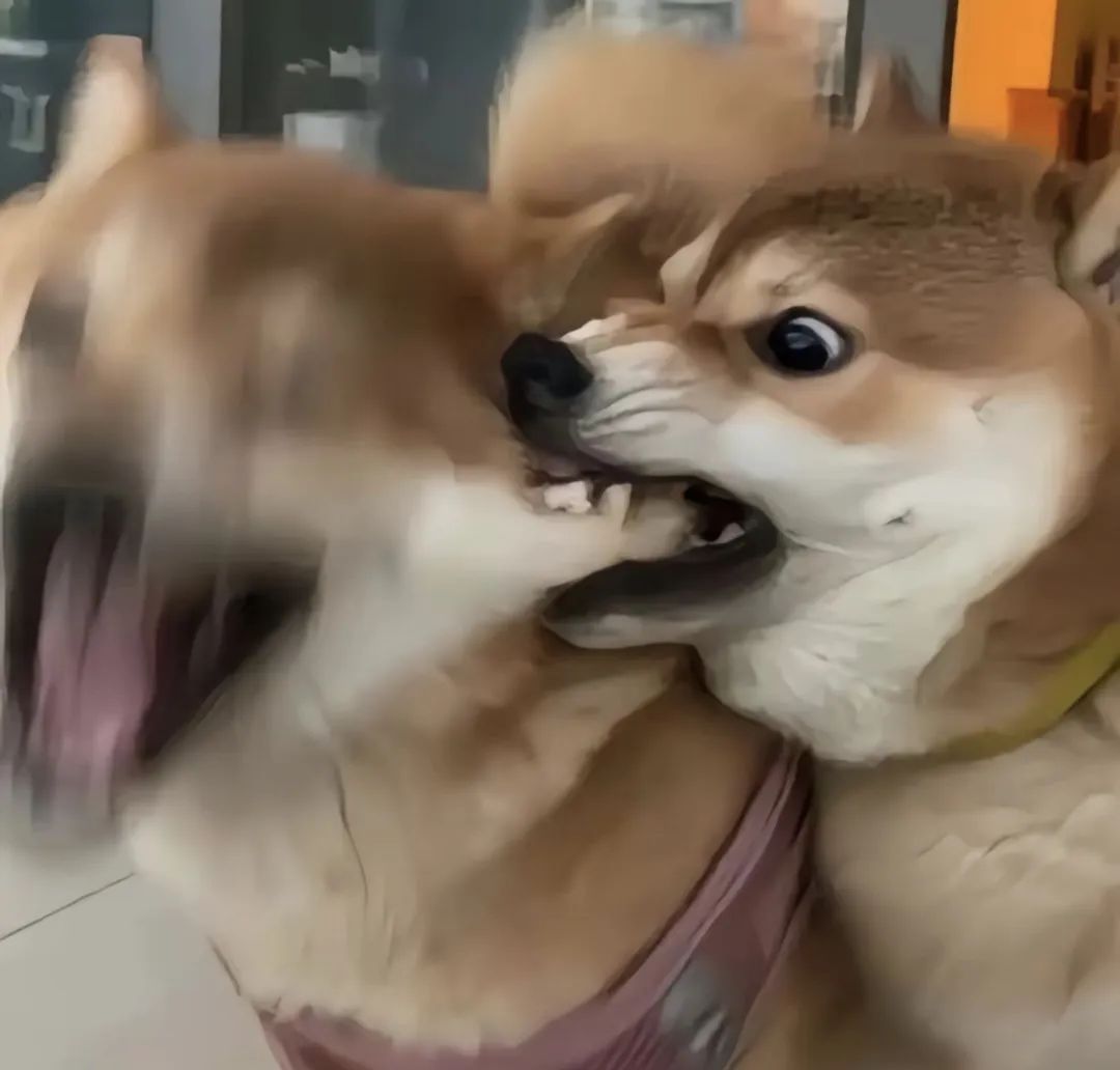 狗