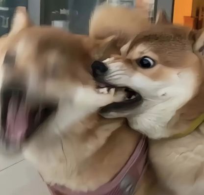 狗