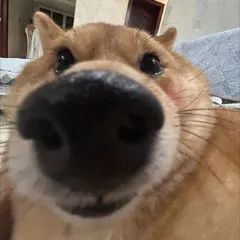 狗