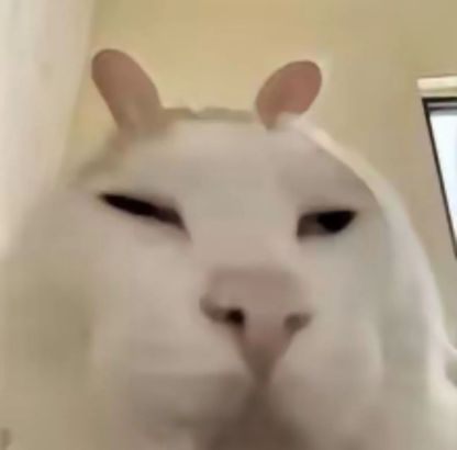 狗