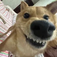 狗