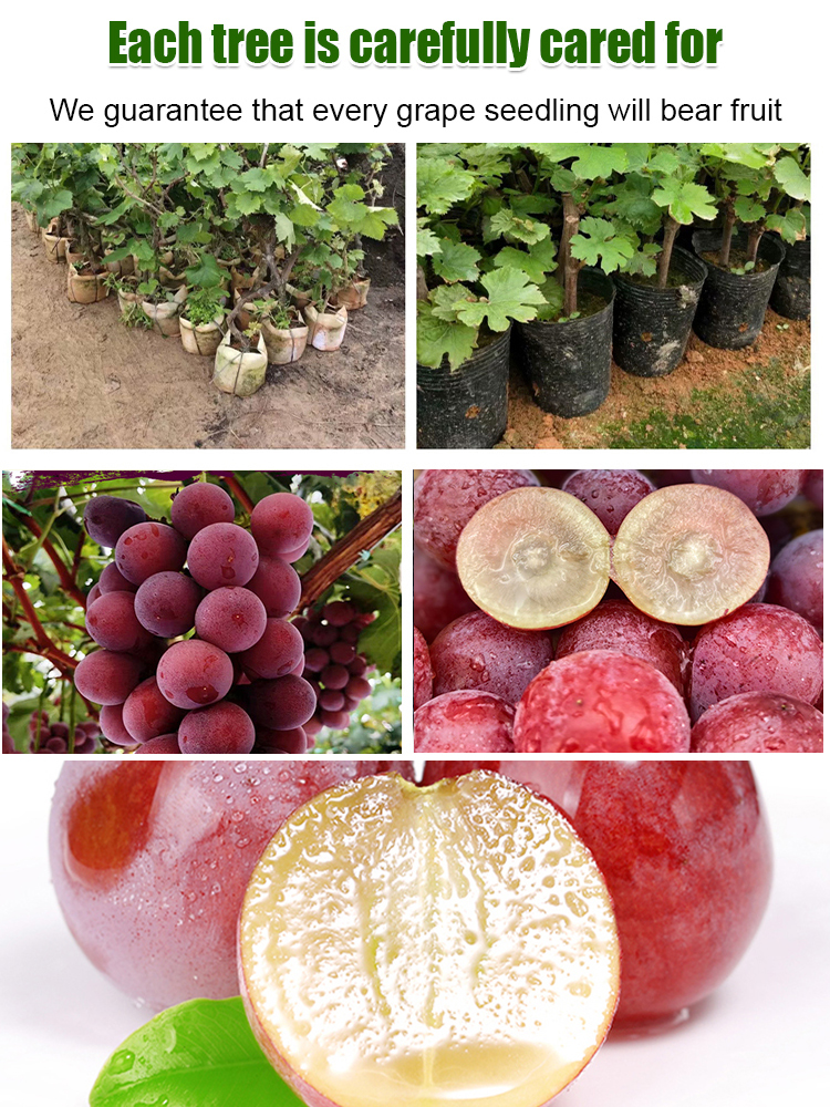 【Naturally Aromatic】Queen Nina Grape Seeds