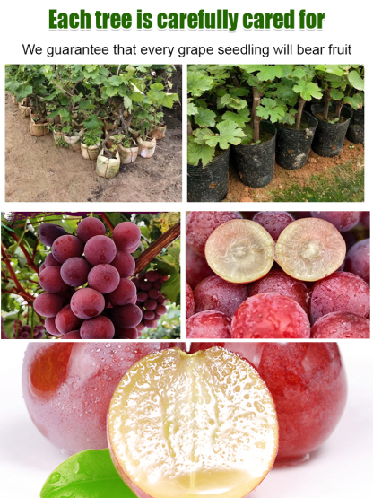 【Naturally Aromatic】Queen Nina Grape Seeds
